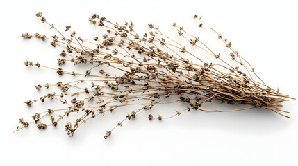 Dried herb bundle with tiny seeds isolated on white background