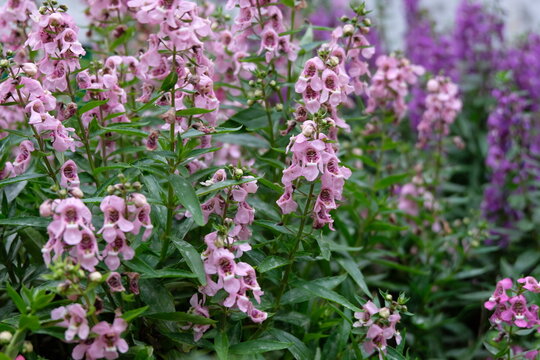 Delicate pink angelonia flowers bloom in a lush garden bed with purple flowers in the background