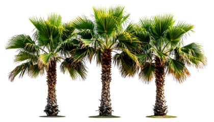 Three palm trees with green fan-like leaves against a black background