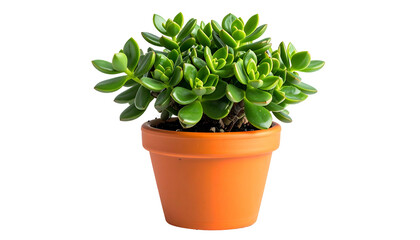 A vibrant, green succulent plant with rounded leaves sits in an orange, ceramic pot