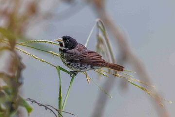 A small bird is perched on a stem of grass, enjoying the seeds.