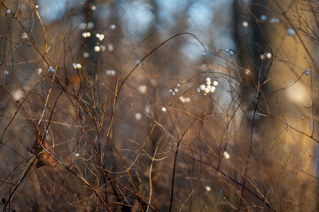 Common snowberry (Symphoricarpos albus) bushes with white berries in a winter woodland. White...