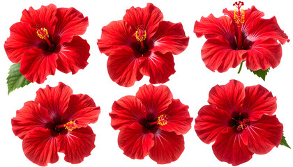 Six vibrant, bright red hibiscus flowers with detailed petals and yellow stamens, isolated
