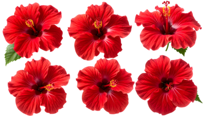 Six vibrant, bright red hibiscus flowers with detailed petals and yellow stamens, isolated