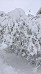 snow covered trees