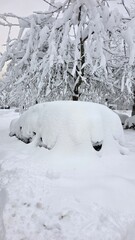 A car is completely covered in thick snow, hidden beneath heavy snow-laden branches. The scene shows a cold winter day along a quiet street with no people around.