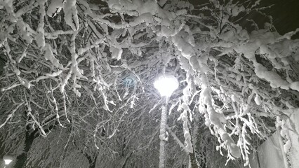 Branches are covered with snow, and street lights illuminate the scene during the night. The atmosphere shows the beauty of winter in an urban area.