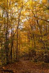 Fototapeta premium Autumn forest path with golden leaves covering a serene natural trail