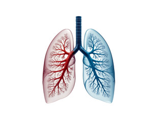 Lungs with a vivid red left and blue right bronchial network showing respiratory anatomy