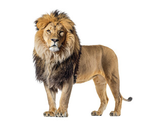 Male lion standing on white background with full mane and muscular posture