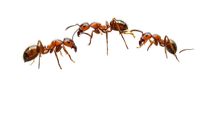 Close-up of four red ants interacting, isolated against a black background