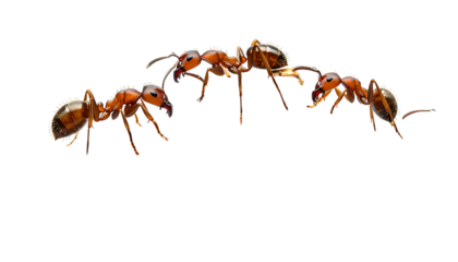 Close-up of four red ants interacting, isolated against a black background
