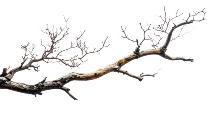 Close-up of a weathered tree branch with small twigs against a solid black background