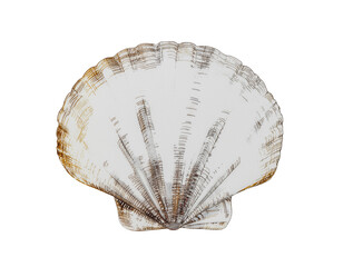Sea shell with openscales and ridges highlighting delicate fan shape and textured surface
