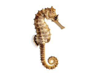 Seahorse skeleton sculpture: textured brown sea creature with curled tail and spiny ridges