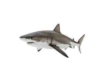 Shark in motion with streamlined body and sharp teeth showing in open jaws