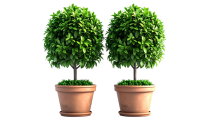 Two neatly trimmed topiary trees in terra cotta pots, set against a black backdrop