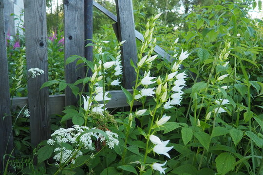 Weiße Glockenblumen auf sommerlicher Waldwiese