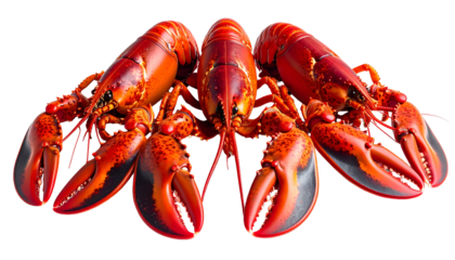 Five cooked red crustaceans arranged in a circular formation, against a black background