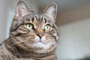 Extreme close-up of a tabby cat face with bright green eyes and whiskers, soft natural light and blurred indoor background with copy space.