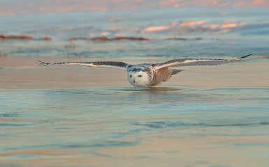 Snowy owl in flight hunting over an ice covered pond at sunset in Ottawa, Canada