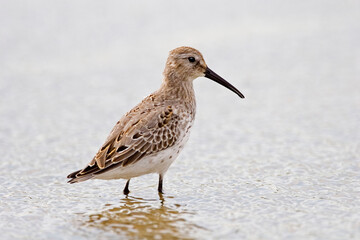 Stilt Sandpiper, Calidris himantopus, close view