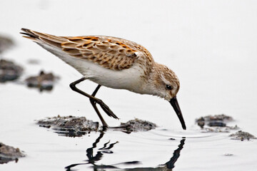 Western Sandpiper, Calidris mauri, close view