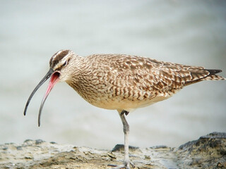 Whimbrel, Numenius phaeopus, close view