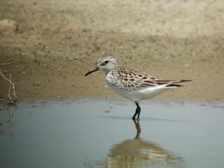 White-rumped Sandpiper, Calidris fuscicollis, wading in marsh