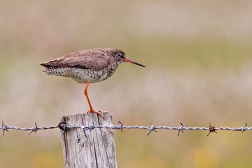 Common Redshank, Tringa totanus, perched