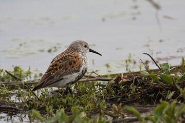 Dunlin, Calidris alpina, relaxing by the water
