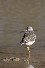 Vertical of a Greater Yellowlegs, Tringa melanoleuca