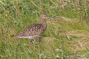 Eurasian Curlew, Numenius arquata, in grassy meadow