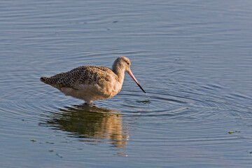 Marbled Godwit, Limosa fedoa, feeding in marsh