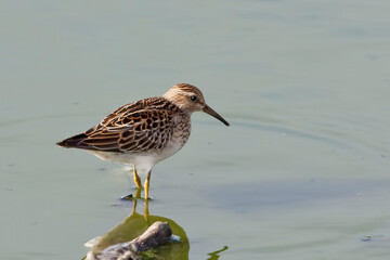Pectoral Sandpiper, Calidris melanotos, wading in water