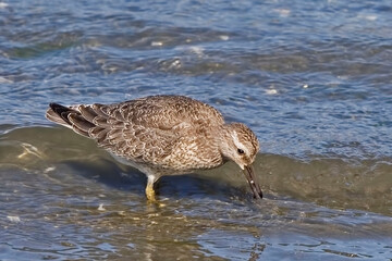 Juvenile Red Knot, Calidris canutus, in water