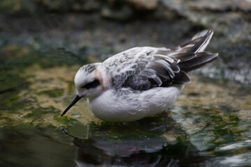 Red-necked Phalarope, Phalaropus lobatus, relaxing on water