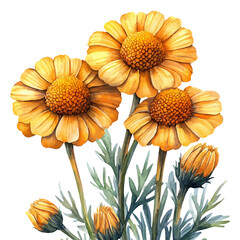 Achillea Flower, delicate painting watercolor vector with vivid brush accents, isolated on a white background. © nuvex