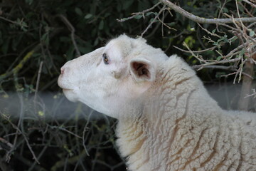 Obraz premium White lamb portrait looking upward with peaceful contemplative expression in soft light