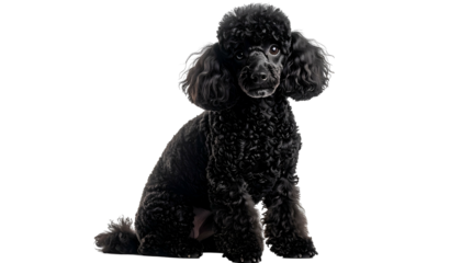 Studio portrait of a regal black poodle sitting attentively against a solid black backdrop