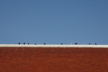 A group of birds perched in a line along the ridge of a brown tiled roof.