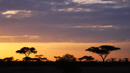 A dramatic landscape photograph of African acacia trees silhouetted against a vibrant sunset sky.