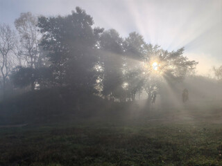 sunbeams breaking through dense fog illuminating silhouetted trees in a misty morning landscape atmospheric forest scene with god rays creating a mystical and serene ambiance