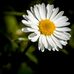 Fototapeta premium Close-up of a white daisy flower with yellow center on a dark natural background, symbolizing purity, nature, simplicity, spring and natural beauty.