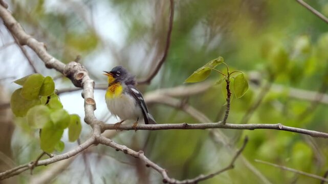 Northern parula bird preening feathers while perched on a swaying tree branch