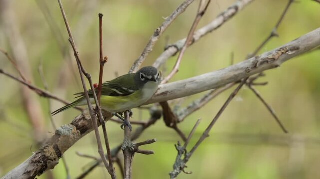 Blue headed vireo bird perched on a dry branch looking around in the forest