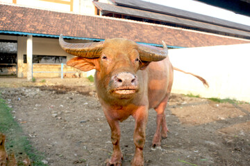 A water buffalo standing on a rural farm in Indonesia, captured in natural daylight. The animal&rsquo;s strong physique, curved horns, and calm expression, and reflecting traditional livestock farming