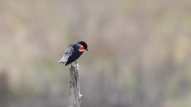 Red-winged blackbird bird singing and perched on a wooden stump with blur background