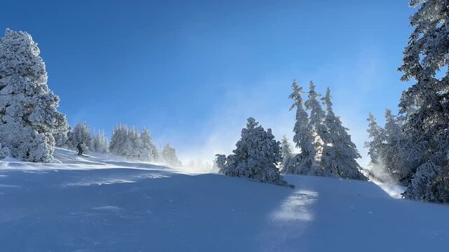 windy day in mointain in winter ; skier passing in the trees ; sunny day with fresh snow in ski resort