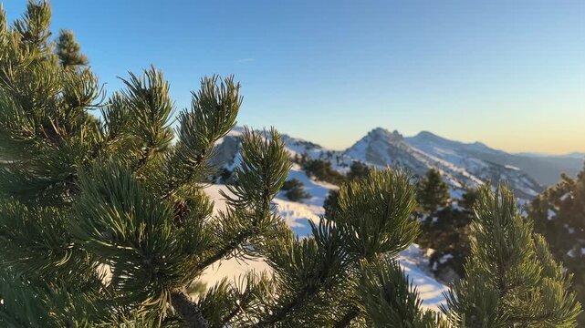Vercors mountain range hidden by a pine tree in winter at sunset ; view on a pine tree with the Vercors ridge covered by snow